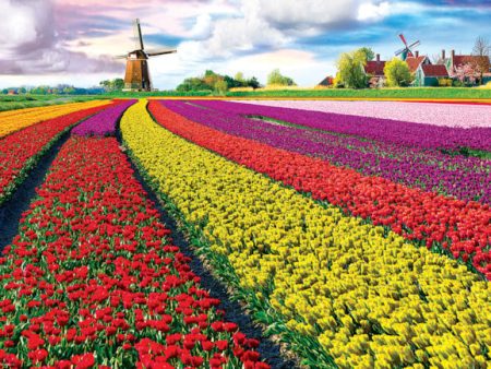 Tulip Fields Netherlands 1000pc on Sale